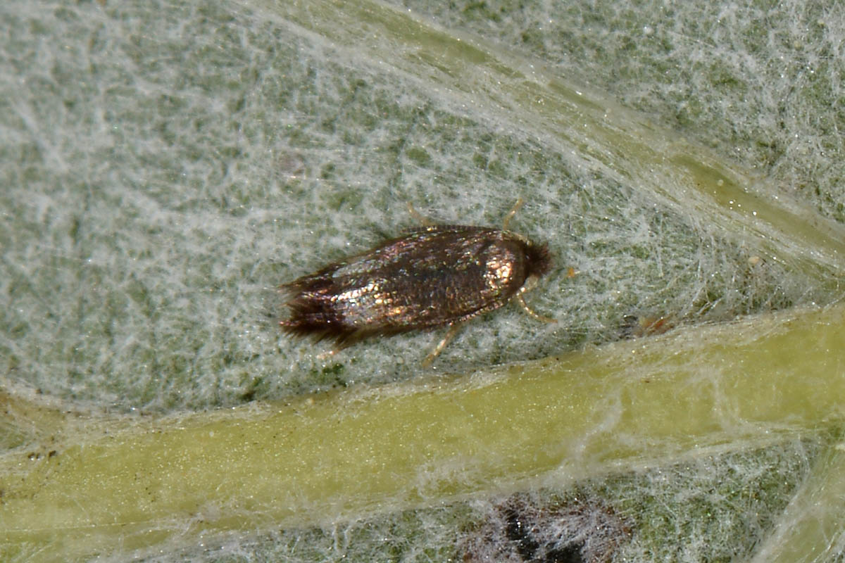 Nepticulidae